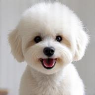 Grooming Bichon Paris